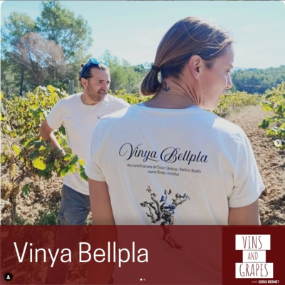 Vins and grapes. 23-01-2025