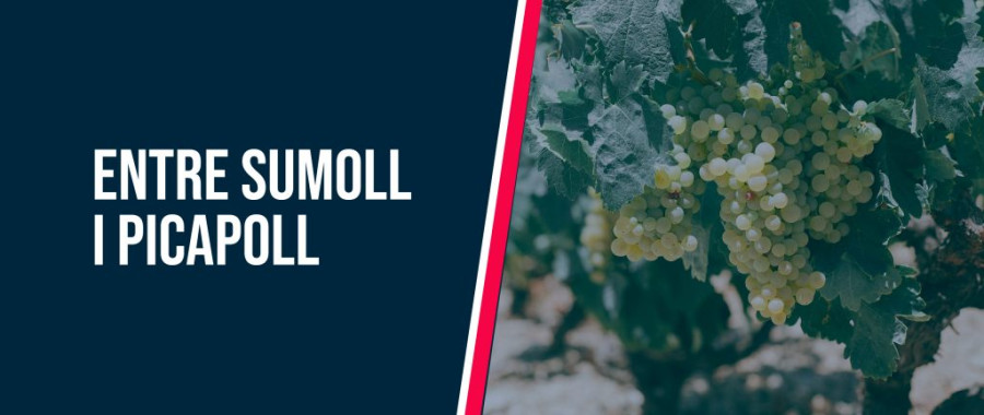 Entre Sumoll i Picapoll